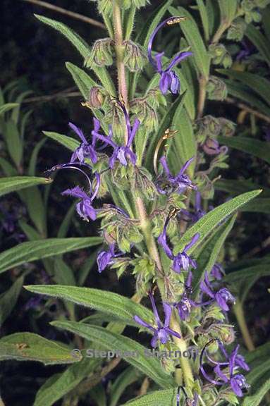 trichostema lanceolatum 1 graphic